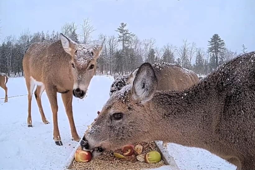 Maine: Des cerfs vedettes du web touchent le cœur des Québécois